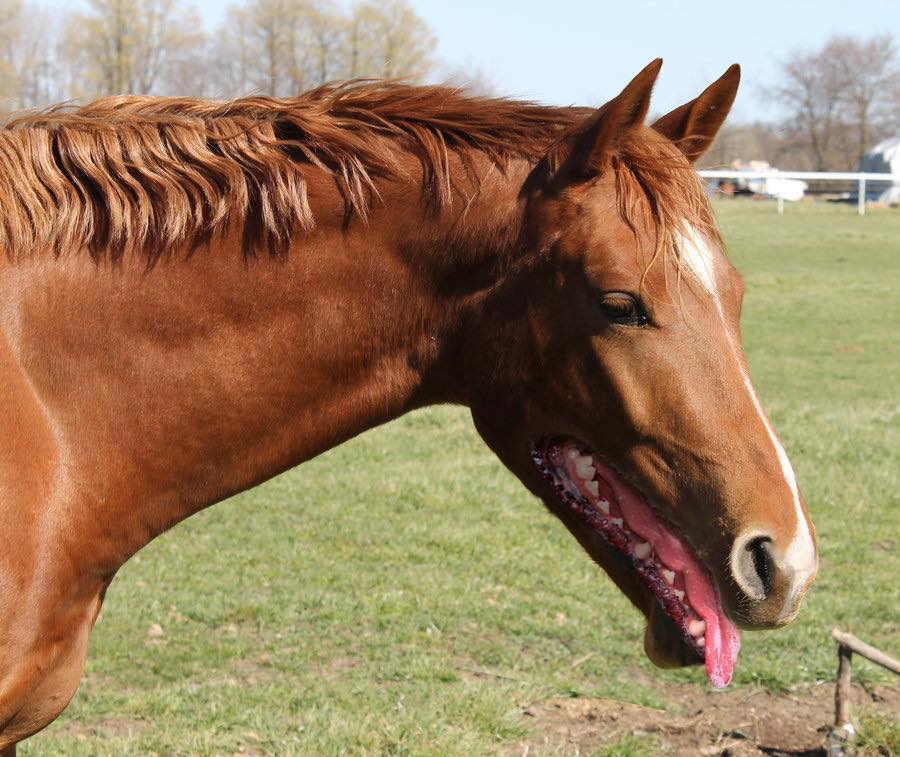 Horse With Dog Mouth